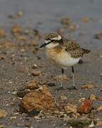 Kittlitz's Plover