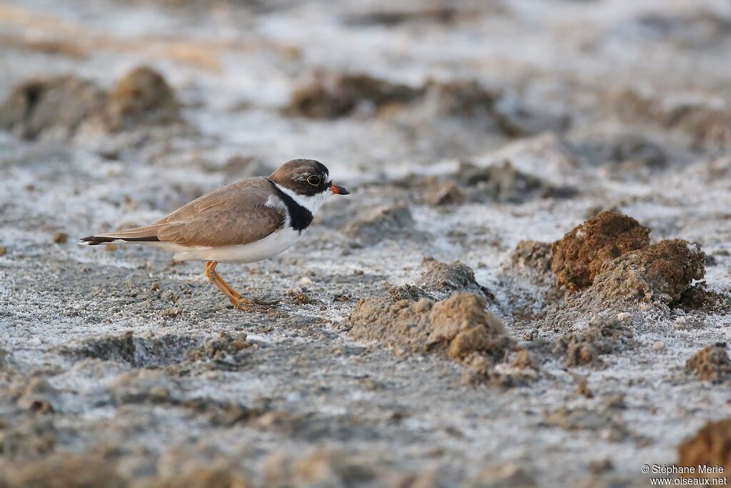 Semipalmated Ploveradult