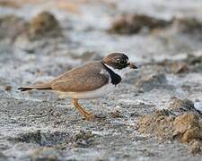 Semipalmated Plover