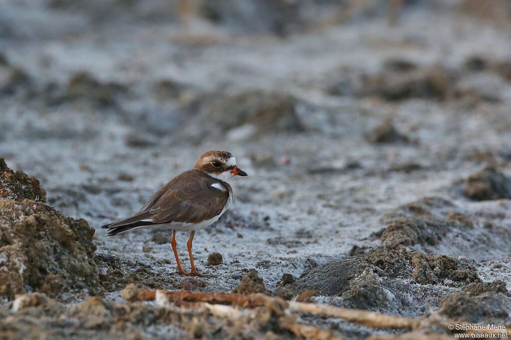 Semipalmated Ploveradult