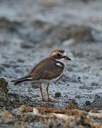 Semipalmated Plover