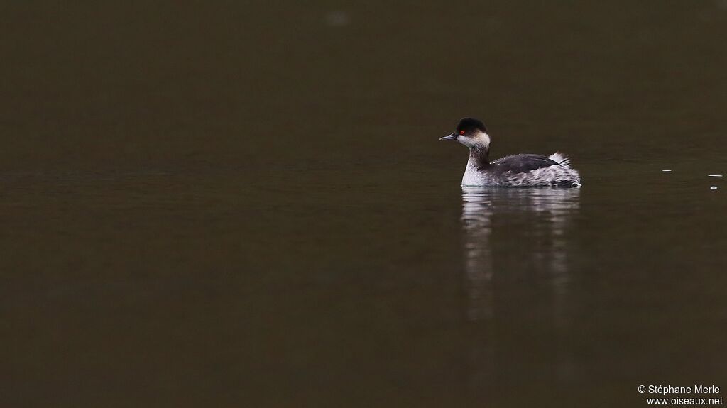 Black-necked Grebeadult post breeding