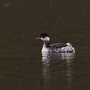 Black-necked Grebe