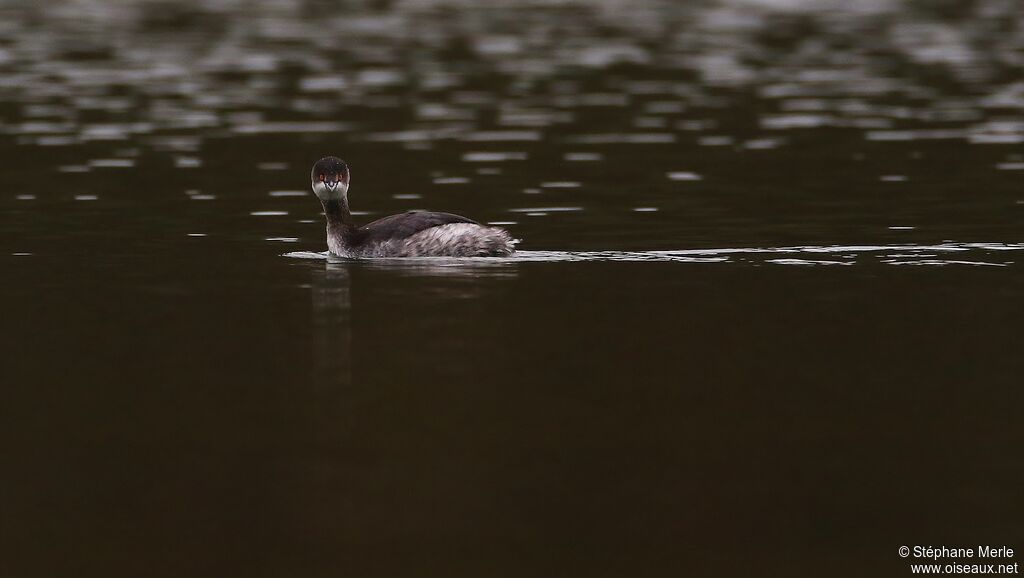 Black-necked Grebeadult post breeding