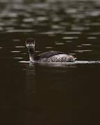 Black-necked Grebe