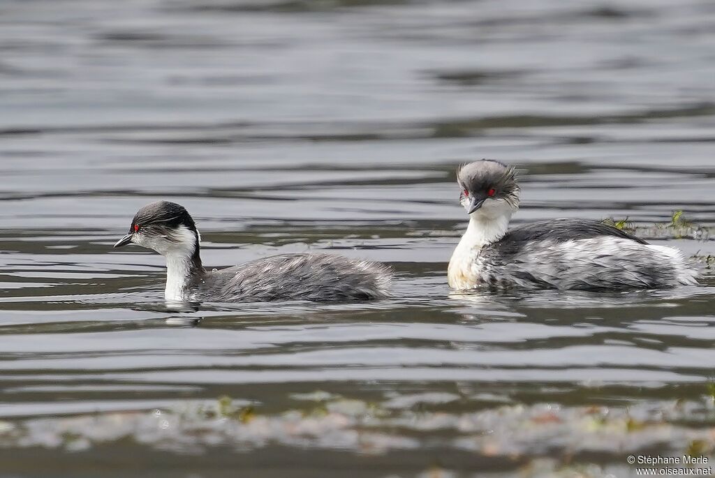 Silvery Grebe