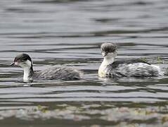 Silvery Grebe