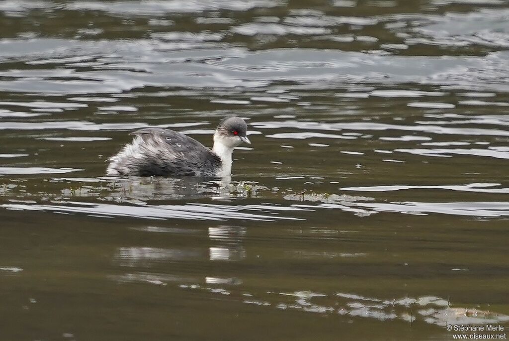 Silvery Grebe