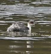 Silvery Grebe