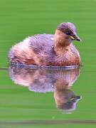 Little Grebe