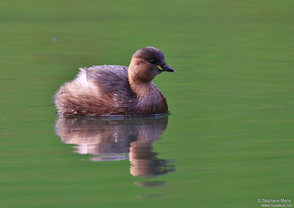 Little Grebeadult post breeding