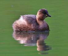 Little Grebe