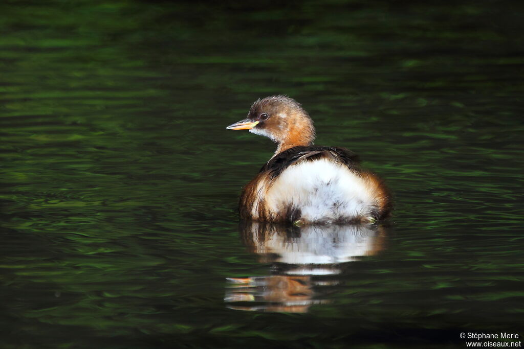 Little Grebe