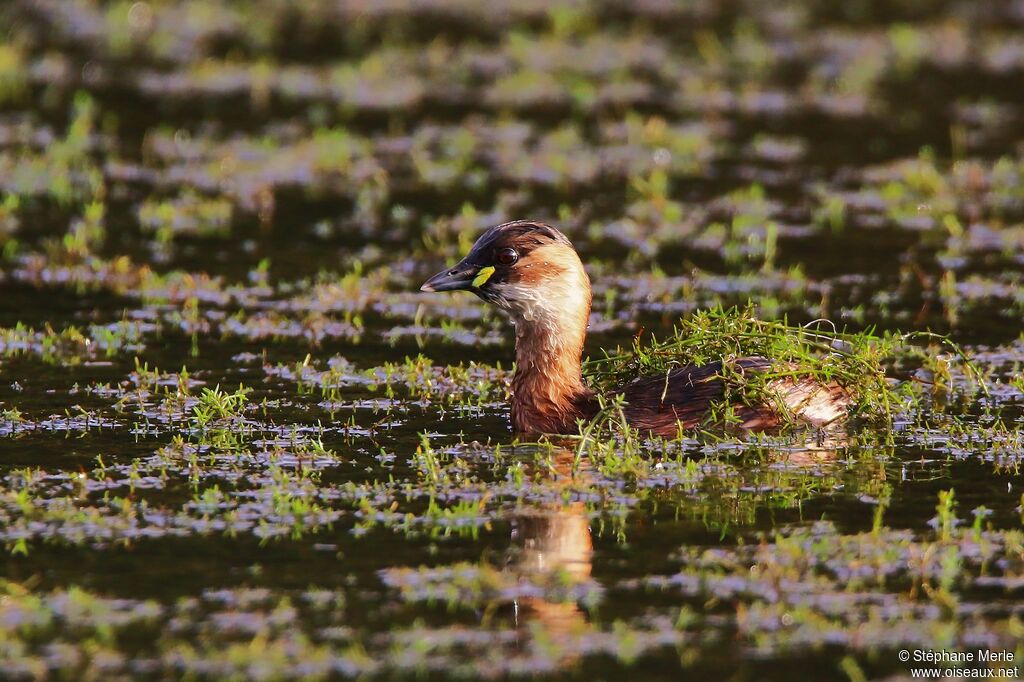 Little Grebe