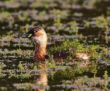 Little Grebe