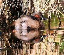 Little Grebe