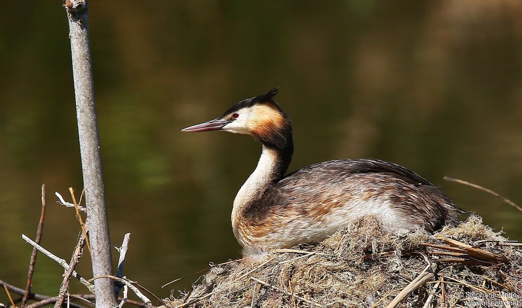 Great Crested Grebeadult breeding