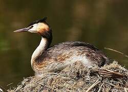 Great Crested Grebe