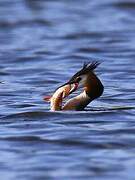 Great Crested Grebe