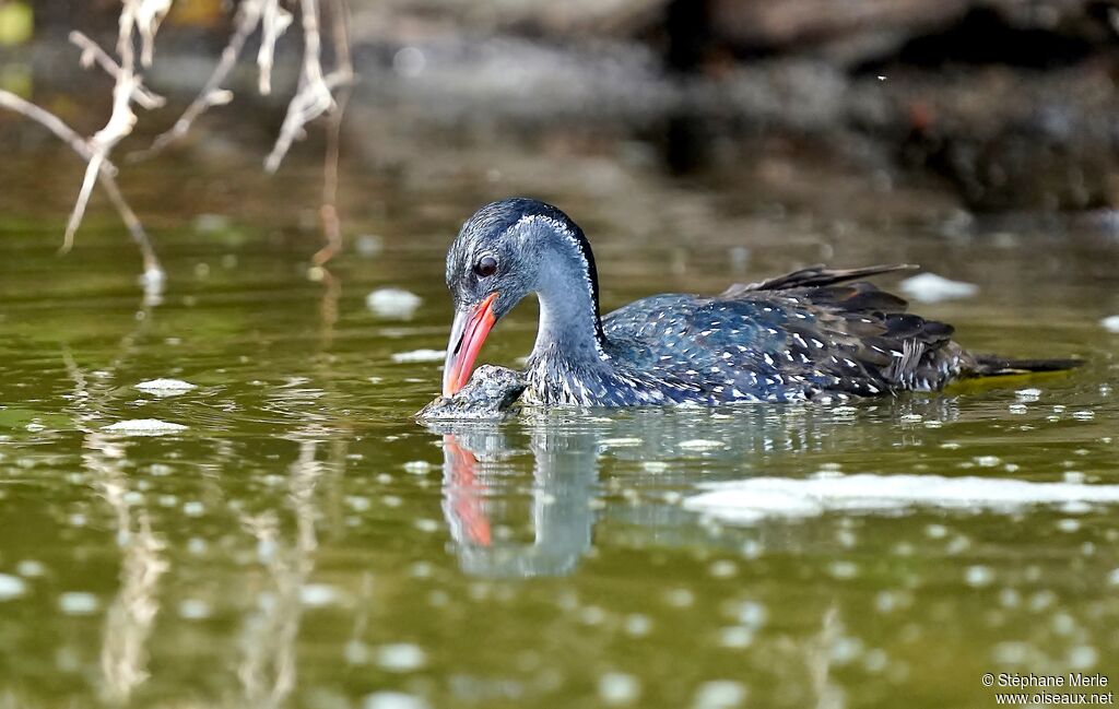 African Finfoot male adult