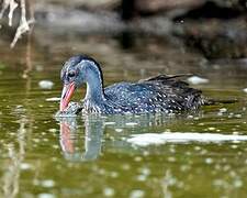 African Finfoot