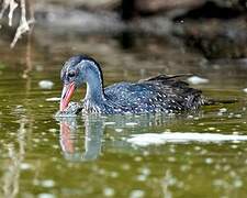 African Finfoot