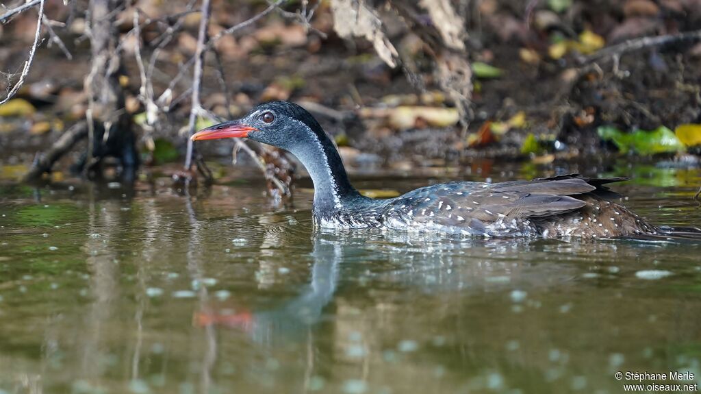 African Finfoot male adult