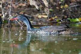 African Finfoot