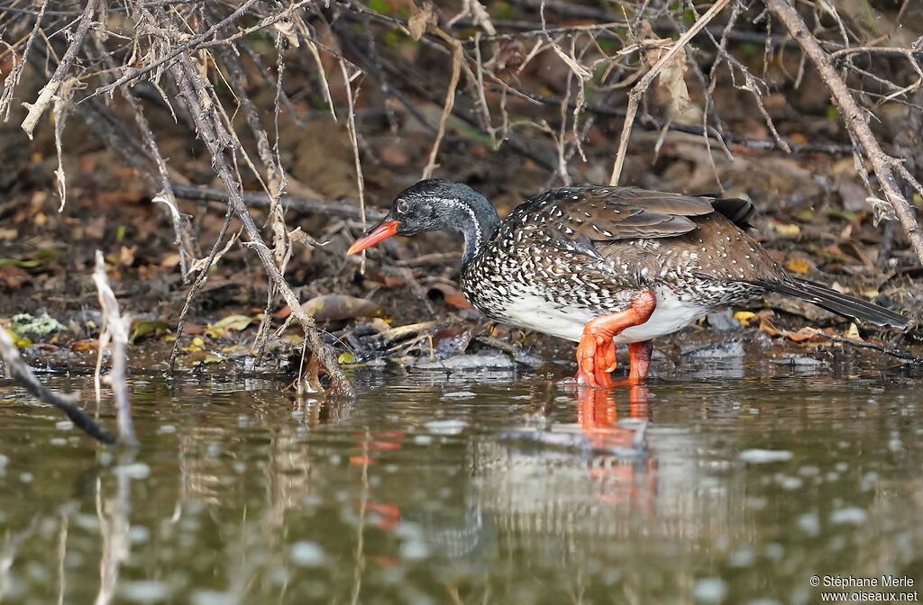 African Finfoot