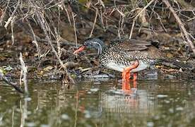 African Finfoot