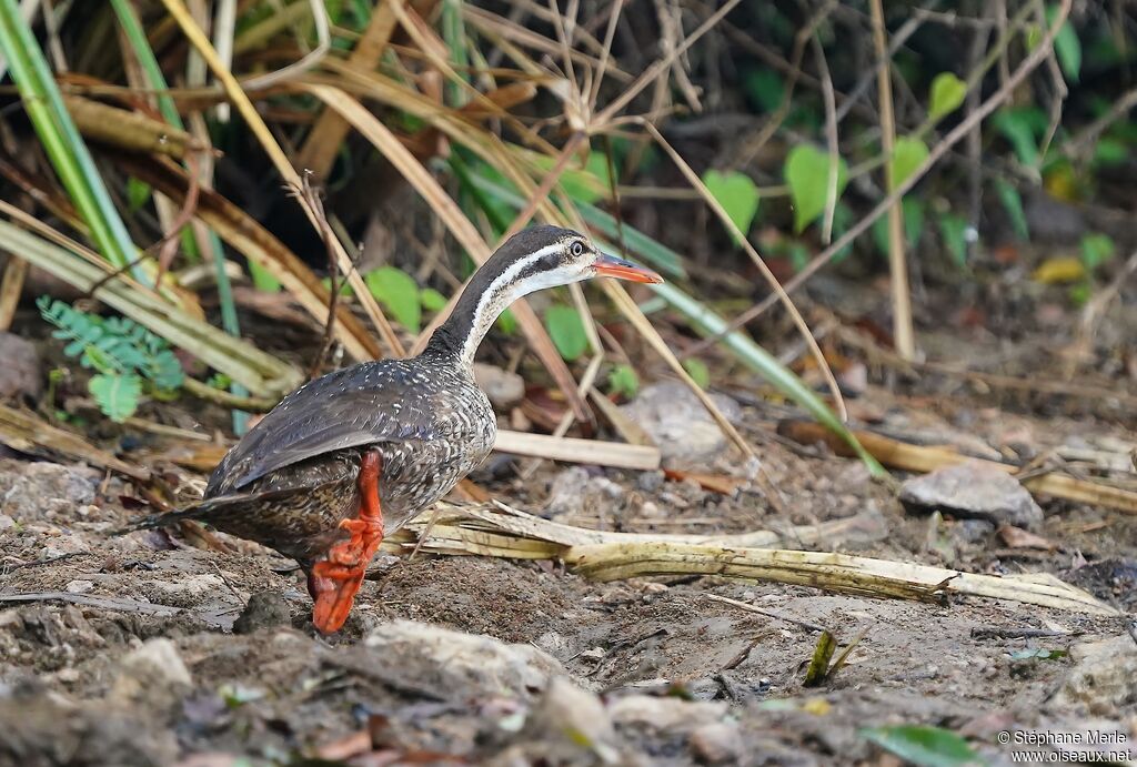 African Finfoot female