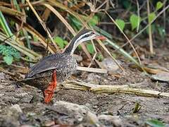 African Finfoot