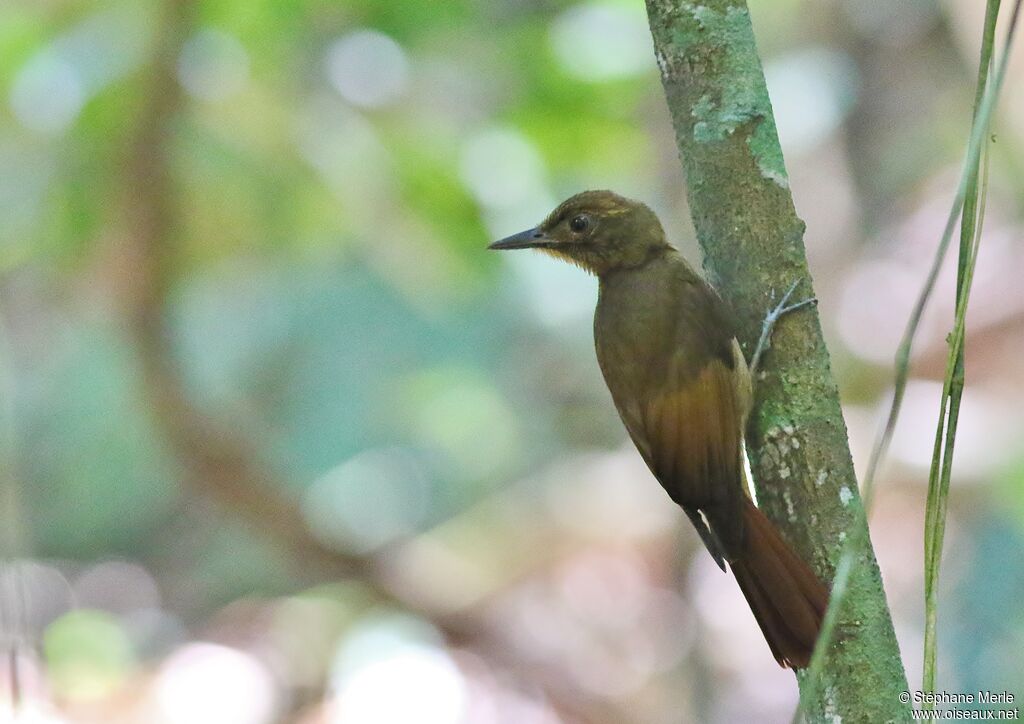 Tawny-winged Woodcreeperadult