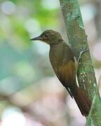 Tawny-winged Woodcreeper