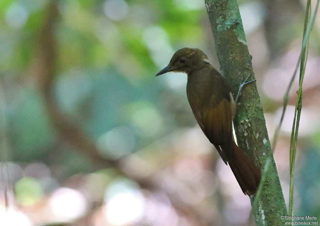 Tawny-winged Woodcreeper