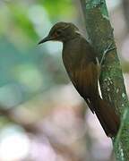 Tawny-winged Woodcreeper