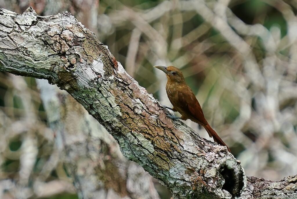 Cinnamon-throated Woodcreeperadult