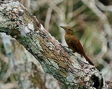 Cinnamon-throated Woodcreeper