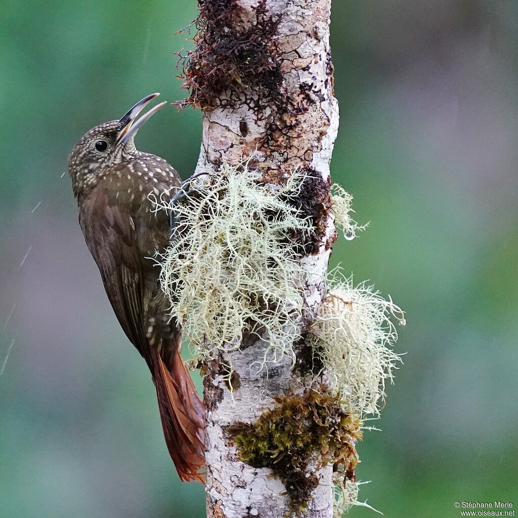 Olive-backed Woodcreeperadult