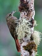 Olive-backed Woodcreeper