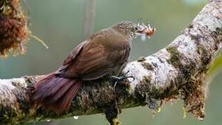 Olive-backed Woodcreeper