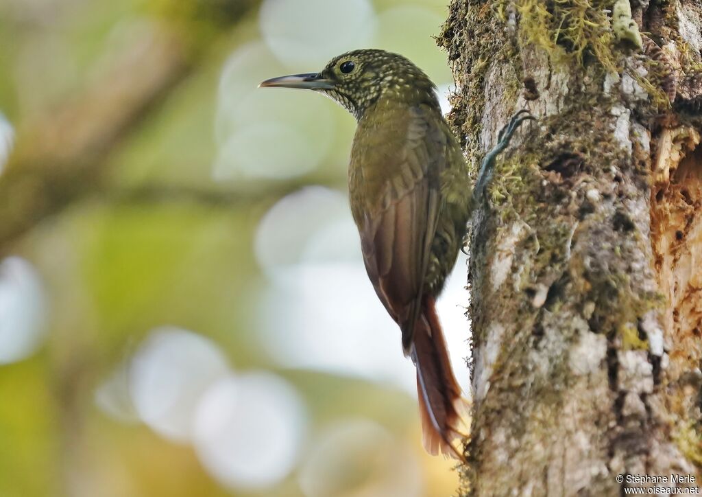 Olive-backed Woodcreeperadult