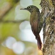 Olive-backed Woodcreeper