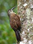 White-throated Woodcreeper