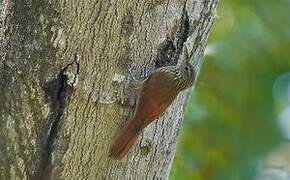 Cocoa Woodcreeper