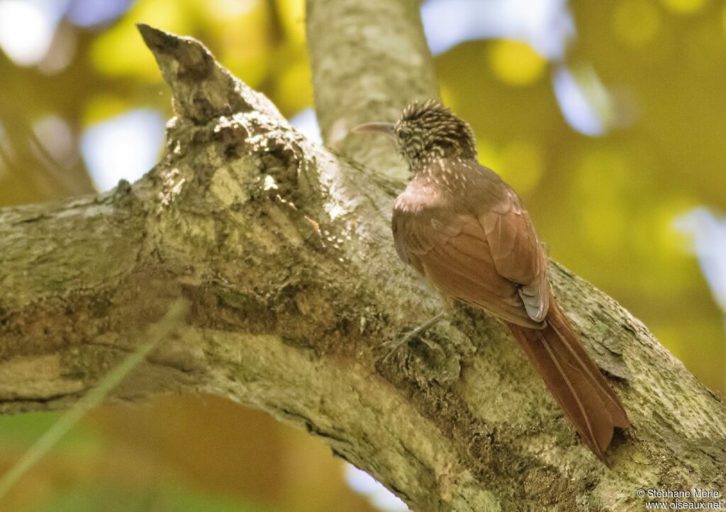 Streak-headed Woodcreeperadult