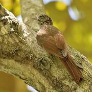 Streak-headed Woodcreeper