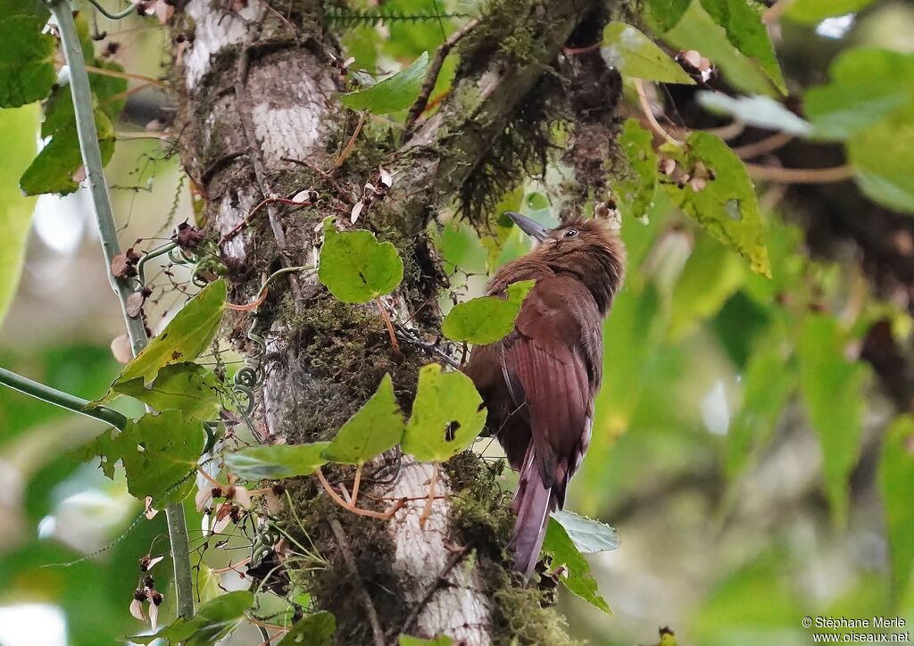 Plain-brown Woodcreeperadult