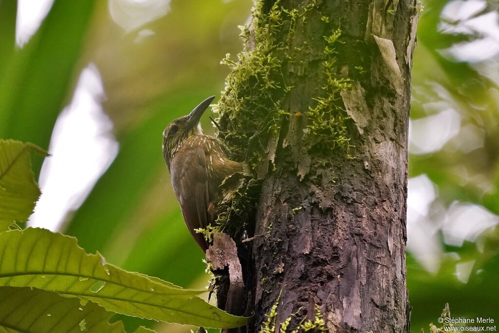 Strong-billed Woodcreeper