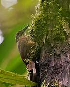 Strong-billed Woodcreeper